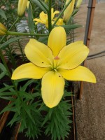 [4001 Yellow Cocotte No02.JPG]